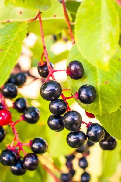 Frutti dell'aronia — Foto Stock