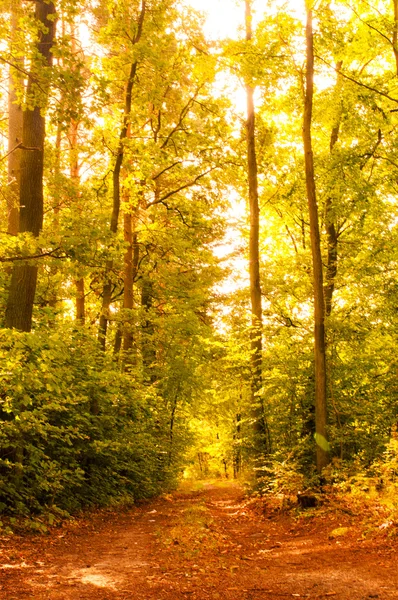 Forêt d'automne — Photo