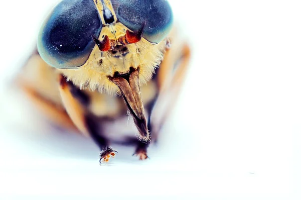Makro eines Bugs — Stockfoto