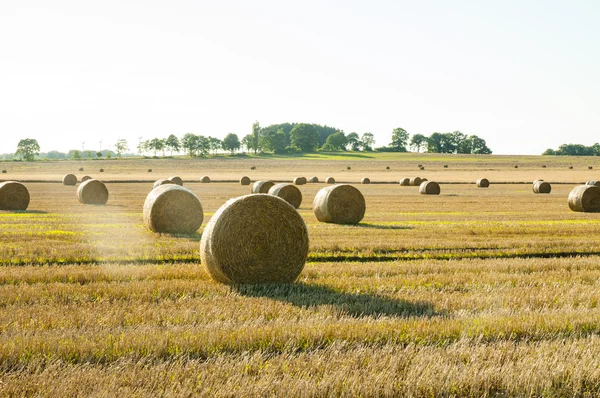 Balle di paglia — Foto Stock