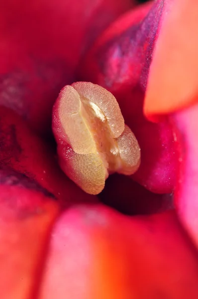 Pembe çiçek ayrıntıları — Stok fotoğraf