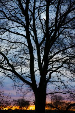 gün batımı sırasında ağaç siluet