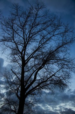 gün batımı sırasında ağaç siluet