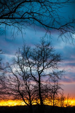 gün batımı sırasında ağaç siluet