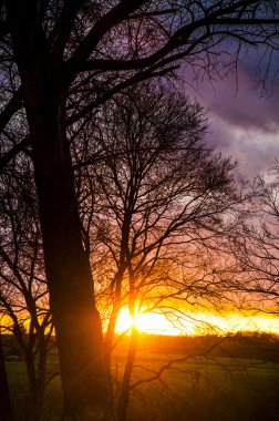 gün batımı sırasında ağaç siluet