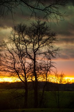 gün batımı sırasında ağaç siluet