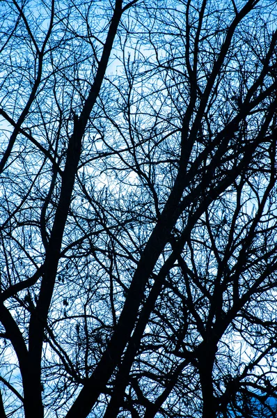 Sílhueta de árvore durante o pôr do sol — Fotografia de Stock