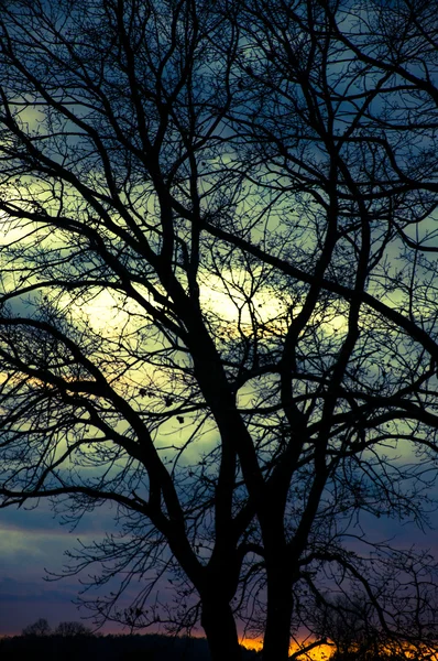 在日落期间树剪影 — 图库照片