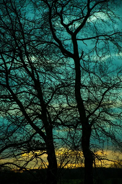 Silhouette dell'albero durante il tramonto — Foto Stock