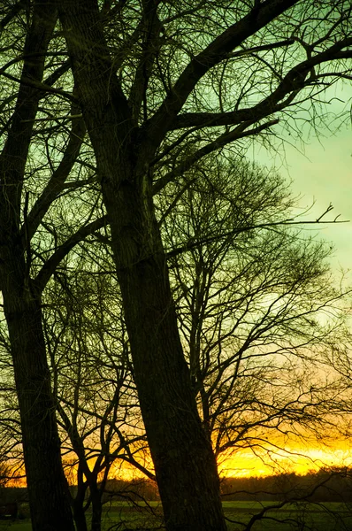 Silhouette dell'albero durante il tramonto — Foto Stock