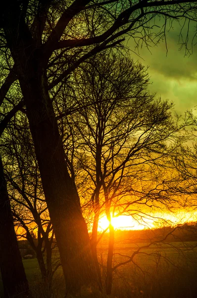 Tree silhouette during sunset — Stock Photo, Image