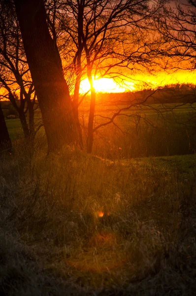 Baumsilhouette bei Sonnenuntergang — Stockfoto