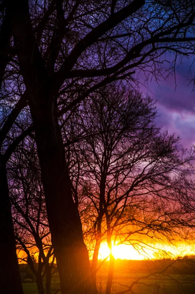 gün batımı sırasında ağaç siluet