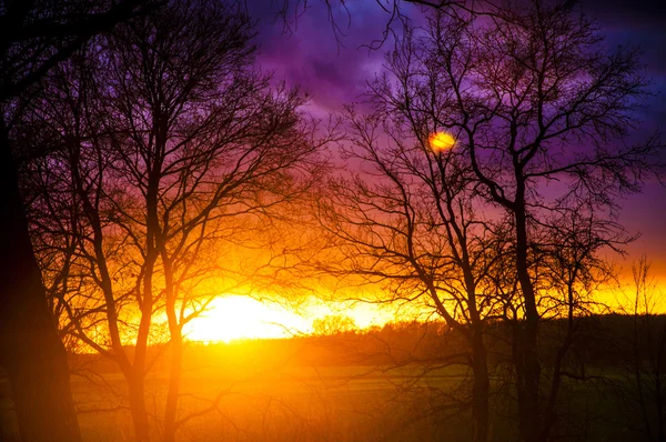 Silueta del árbol al atardecer — Foto de Stock