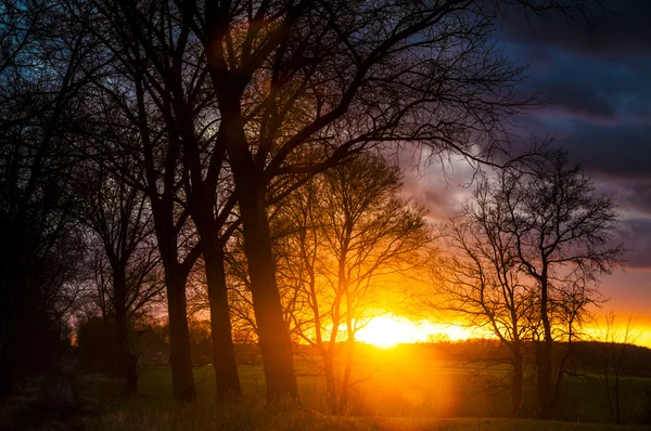 Silhouette dell'albero durante il tramonto — Foto Stock