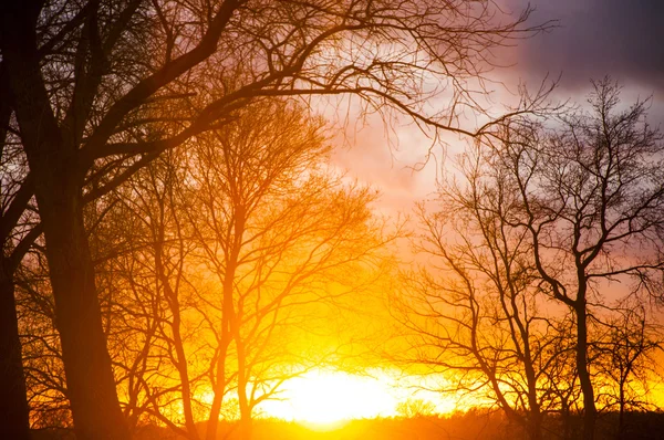 Σιλουέτα δέντρο κατά τη διάρκεια του ηλιοβασιλέματος — Φωτογραφία Αρχείου