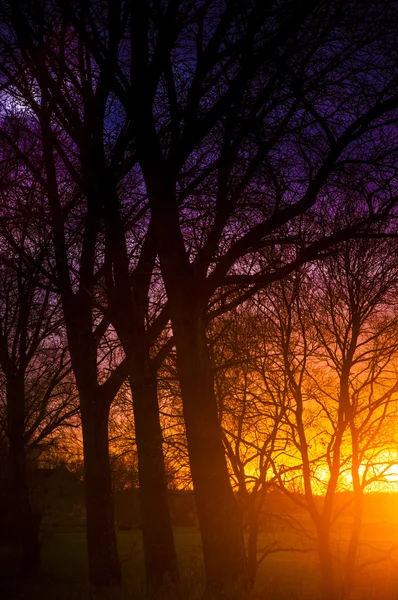 Gün batımı sırasında ağaç siluet — Stok fotoğraf