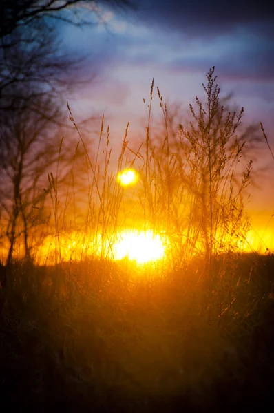 Σιλουέτα δέντρο κατά τη διάρκεια του ηλιοβασιλέματος — Φωτογραφία Αρχείου