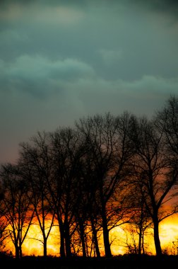 gün batımı sırasında ağaç siluet