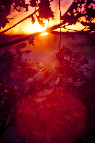 Silueta del árbol al atardecer — Foto de Stock