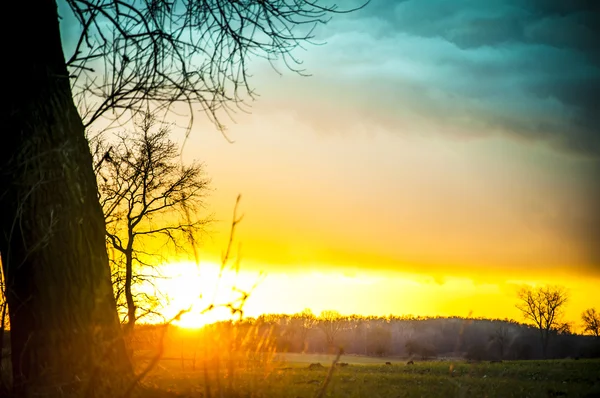 Silhouette d'arbre au coucher du soleil — Photo