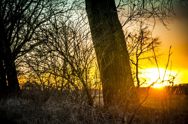 Fa sziluettje során naplemente — Stock Fotó