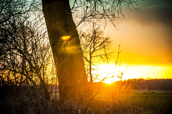 Силует дерева під час заходу сонця — стокове фото