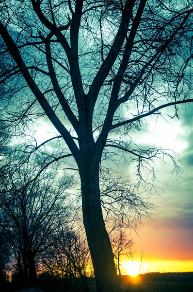 日没時に木のシルエット — ストック写真