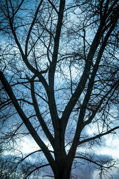 Träd silhouette under solnedgången — Stockfoto