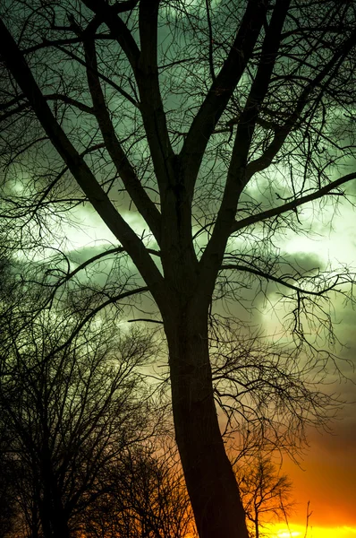 Силуэт дерева на закате — стоковое фото
