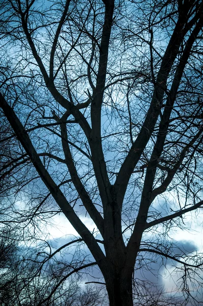 Silueta stromu při západu slunce — Stock fotografie