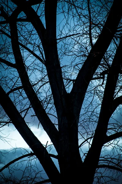Силуэт дерева на закате — стоковое фото
