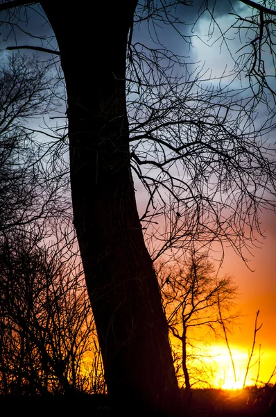 Baumsilhouette bei Sonnenuntergang — Stockfoto