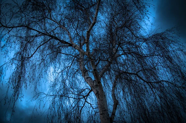 Tree silhouette during sunset — Stock Photo, Image