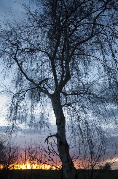 Silueta stromu při západu slunce — Stock fotografie