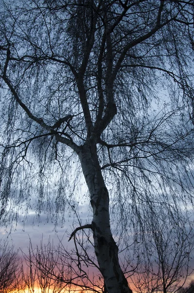 Sílhueta de árvore durante o pôr do sol — Fotografia de Stock