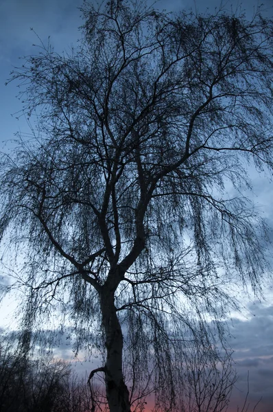 Silueta del árbol al atardecer —  Fotos de Stock