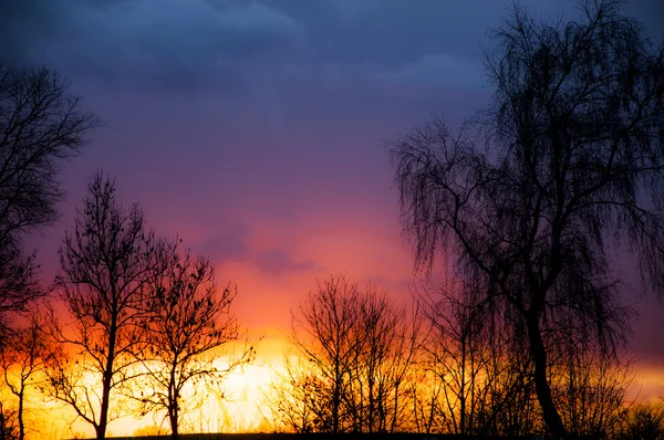 Silueta del árbol al atardecer — Foto de Stock