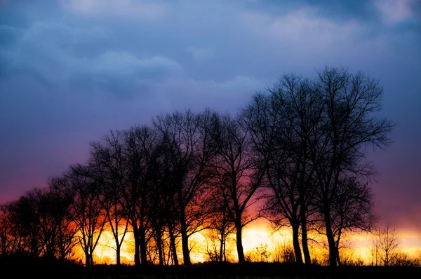 Träd silhouette under solnedgången — Stockfoto