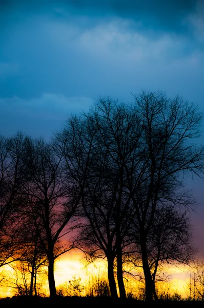 Silhouette d'arbre au coucher du soleil — Photo