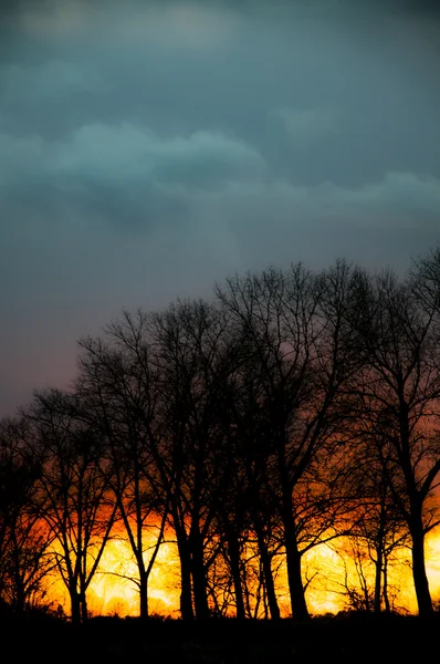 Силует дерева під час заходу сонця — стокове фото