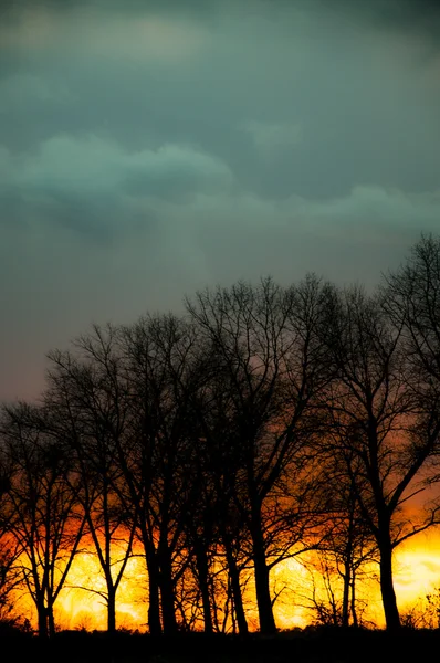 Gün batımı sırasında ağaç siluet — Stok fotoğraf
