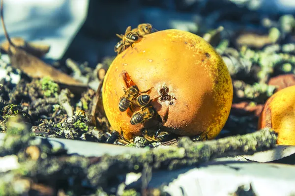 Wasp eaten pear