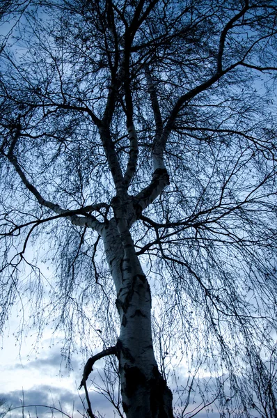 Silueta del árbol al atardecer —  Fotos de Stock