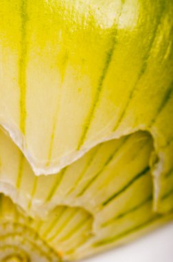 soğan yakın çekim