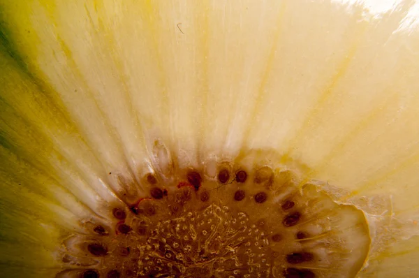 Onion close up — Stock Photo, Image