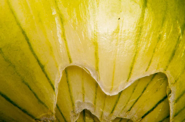 Zwiebeln aus nächster Nähe — Stockfoto