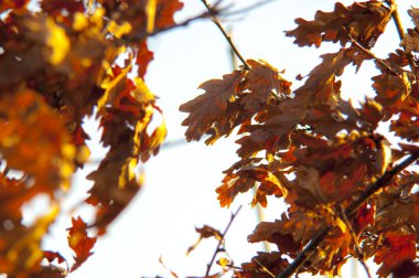 Kuru Meşe yaprağı