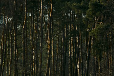 ağaç alacakaranlıkta