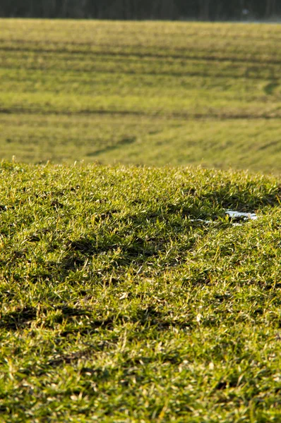 Champ de céréales — Photo